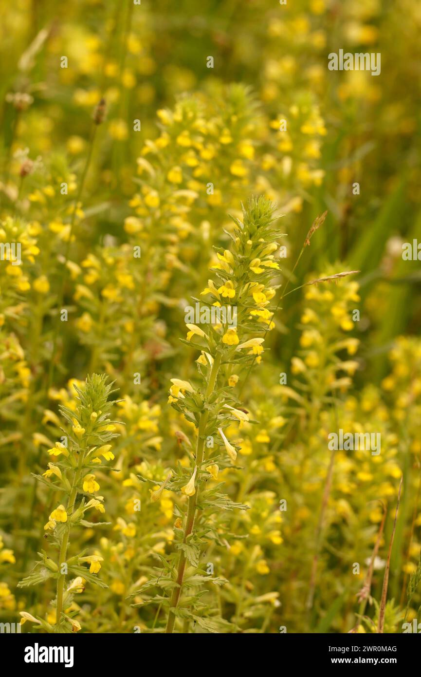 Primo piano naturale sulla Bartsia gialla o erba di vetro, Parentucellia viscosa nel campo Foto Stock