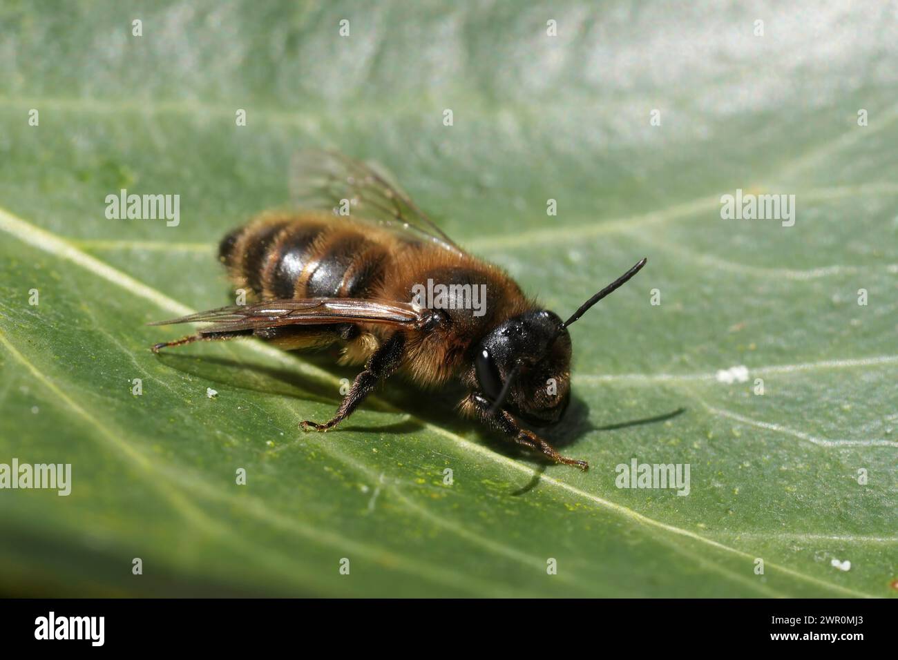 Primo piano naturale su una femmina della rara ape mineraria Trimmers, Andrena trimerana seduta su una foglia di edera verde al sole primaverile Foto Stock