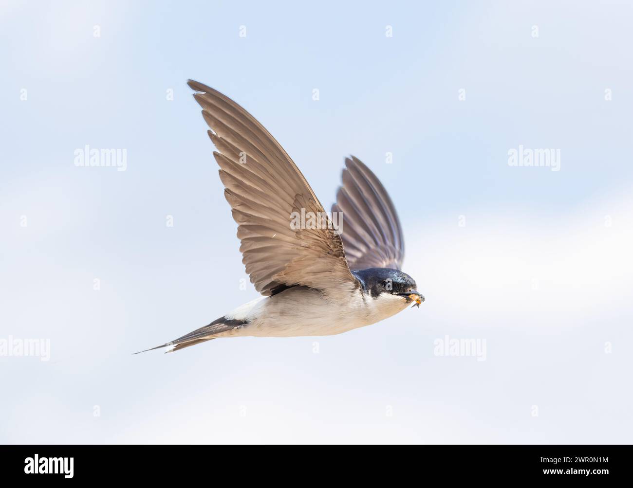 casa occidentale martin in volo con becco pieno di insetti catturati Foto Stock