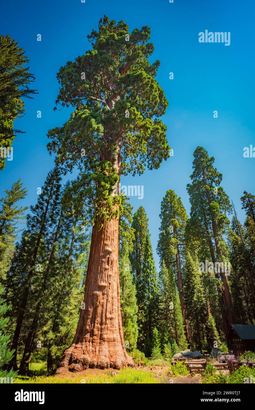 Albero di Sentinella del parco nazionale di sequoia Foto Stock