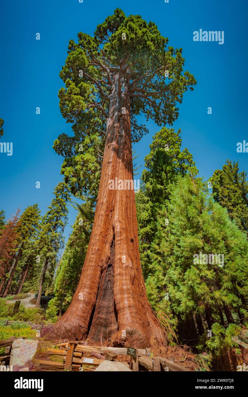 sequoia gigante chiamata albero sentinella Foto Stock