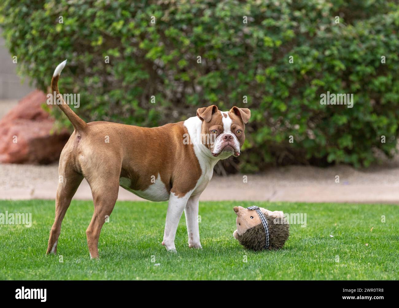 Boston Terrier guarda la macchina fotografica con il suo giocattolo sull'erba Foto Stock