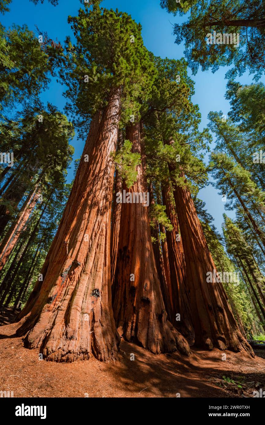 Alberi giganti nel parco nazionale delle sequoie Foto Stock