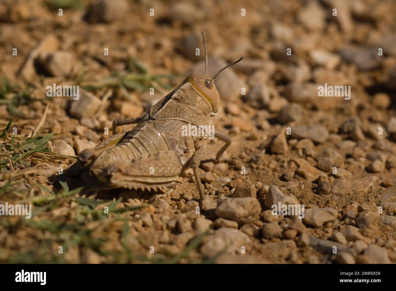 Foto macro di Grasshopper sulla natura località della Croazia, Europa Foto Stock