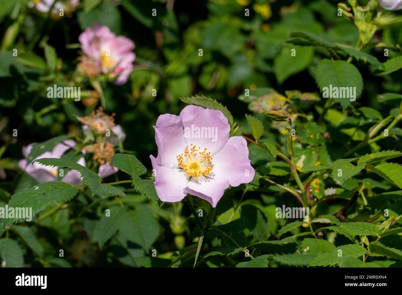 Hundsrose, Rosa Canina Hecke mit rosa Weiß gelb farbenen Blüten Foto Stock