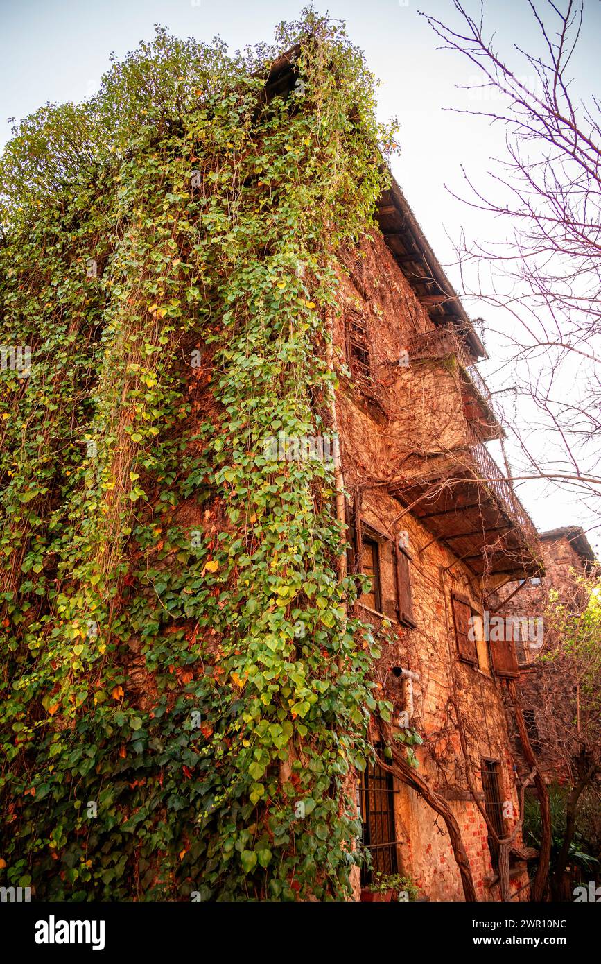 Casa in cortile interno sull'Alzaia Naviglio grande nella vecchia Milano, rovina, fatiscente. Italia. Adornata e ricoperta di edera e viti. Italia Foto Stock