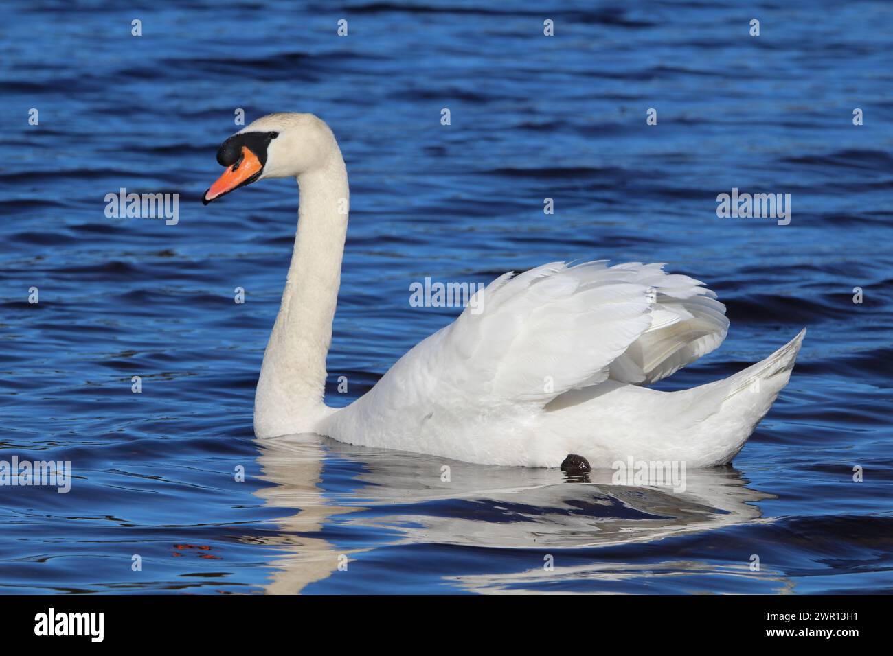 Nuotata aggraziata Foto Stock