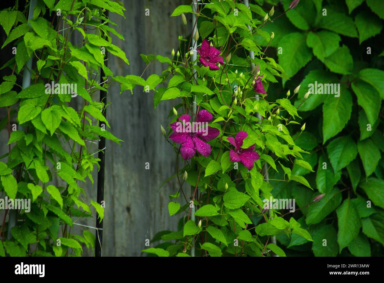 Fiori di clementa 'Niobe' nel giardino. Profondità di campo ridotta. Foto Stock