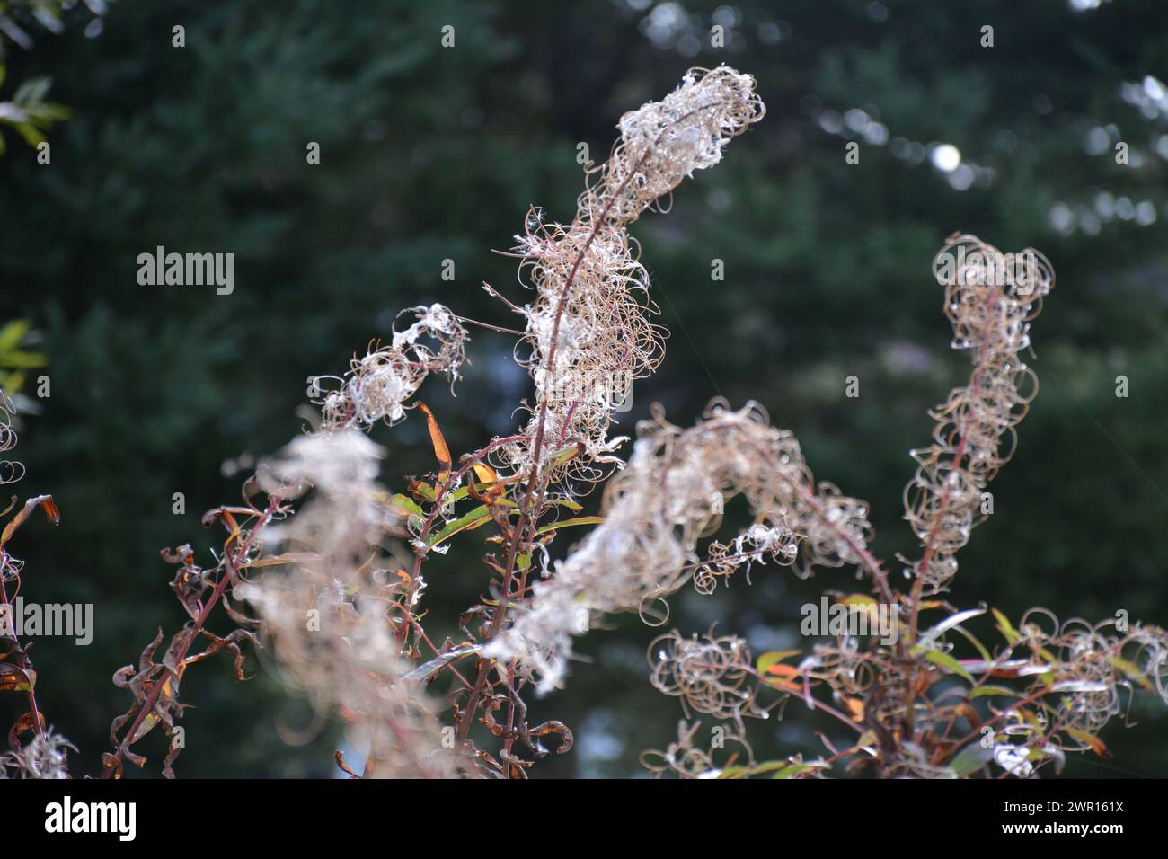 Primo piano di bullrushes alla fine dell'estate dell'Ontario Foto Stock