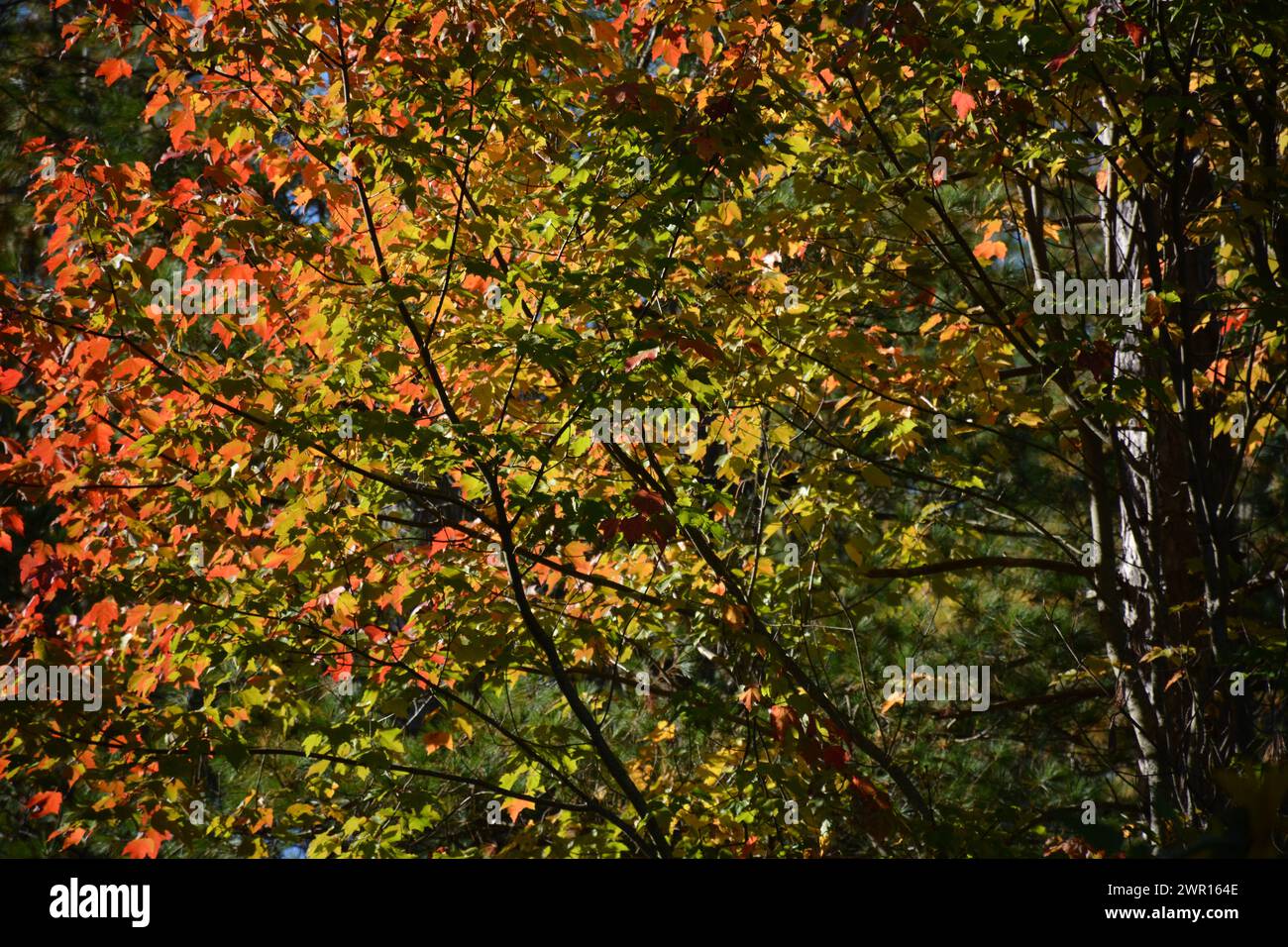 Primo piano di bullrushes alla fine dell'estate dell'Ontario Foto Stock