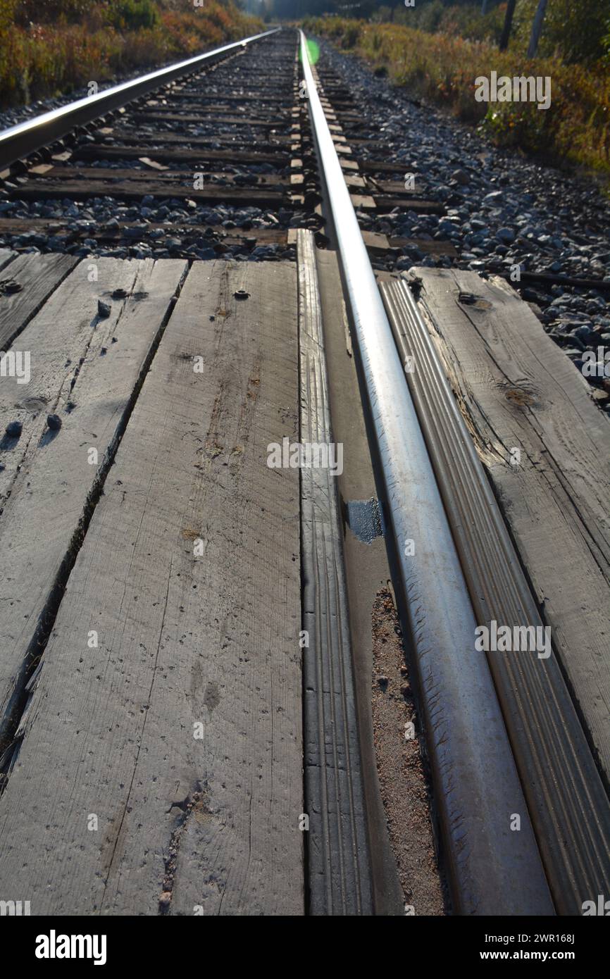 Primo piano di bullrushes alla fine dell'estate dell'Ontario Foto Stock