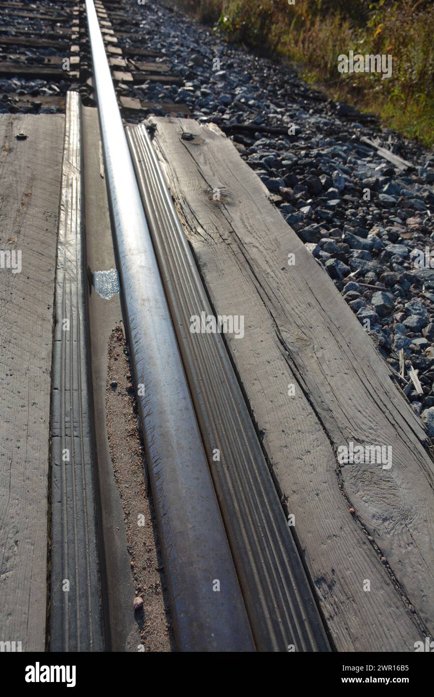 Primo piano di bullrushes alla fine dell'estate dell'Ontario Foto Stock