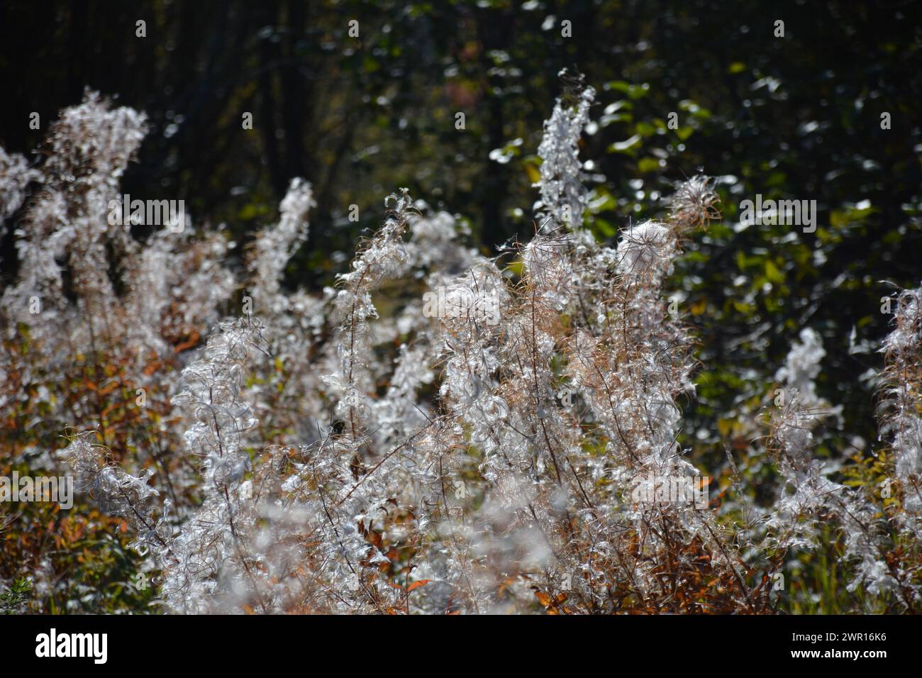 Primo piano di bullrushes alla fine dell'estate dell'Ontario Foto Stock