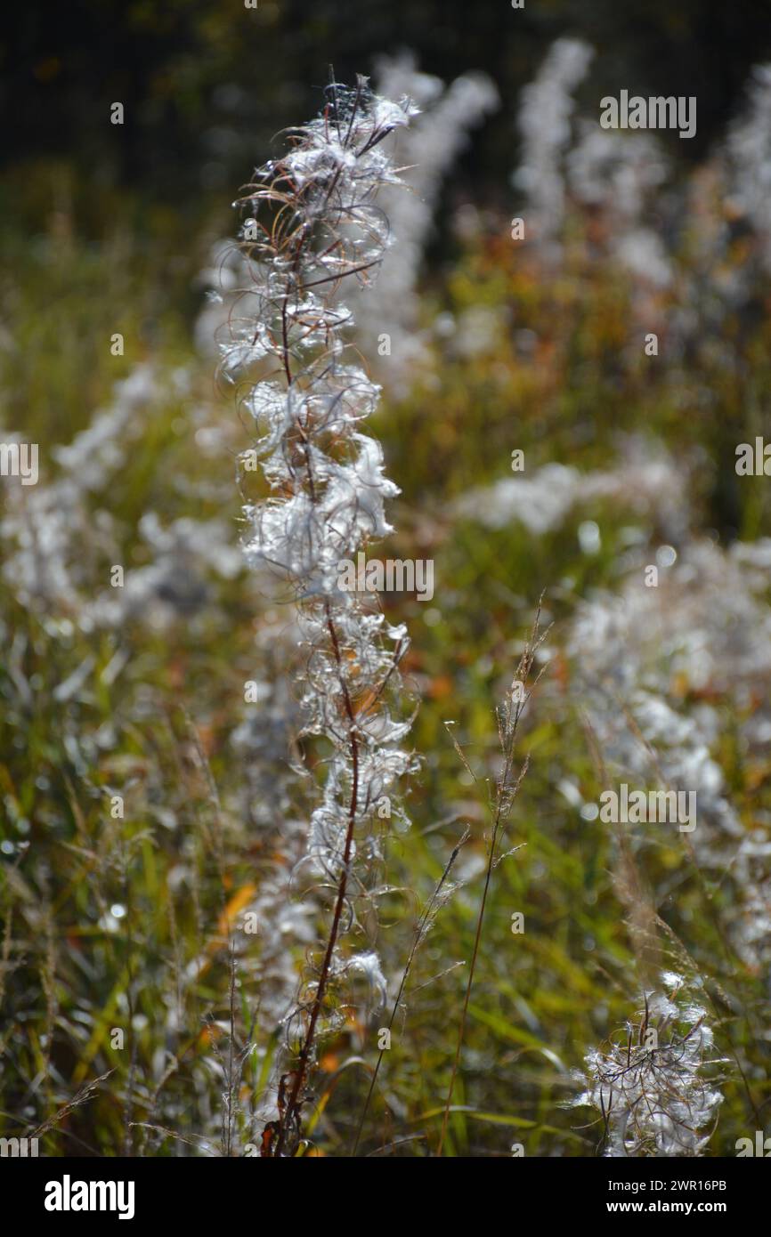 Primo piano di bullrushes alla fine dell'estate dell'Ontario Foto Stock