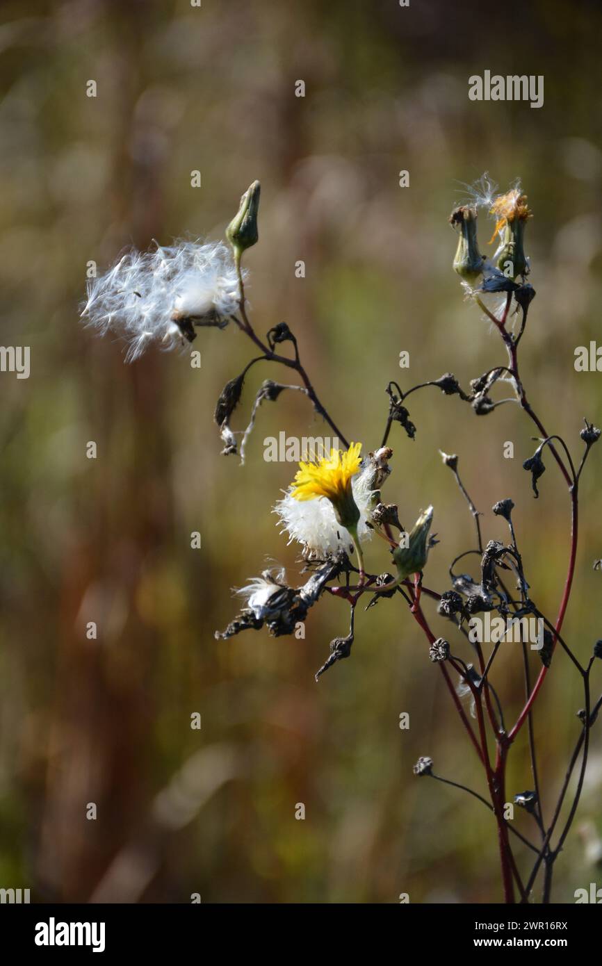 Primo piano di bullrushes alla fine dell'estate dell'Ontario Foto Stock