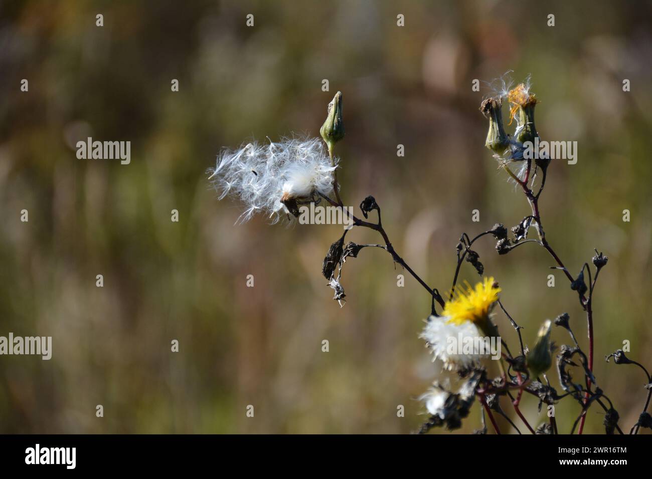 Primo piano di bullrushes alla fine dell'estate dell'Ontario Foto Stock