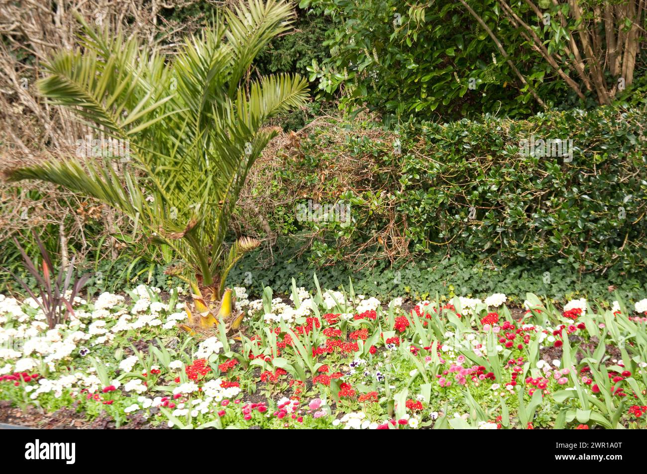 Flower Border, Regent's Park, City of Westminster, Londra, Regno Unito; primulas Foto Stock