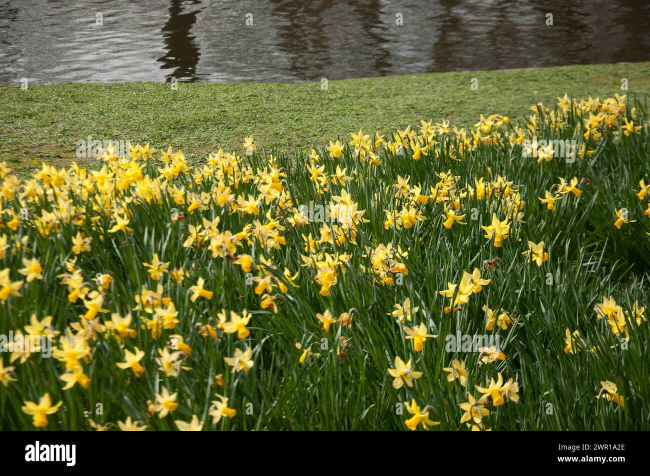 Una serie di Golden Daffodils, Regent's Park, City of Westminster, Londra, Regno Unito Foto Stock