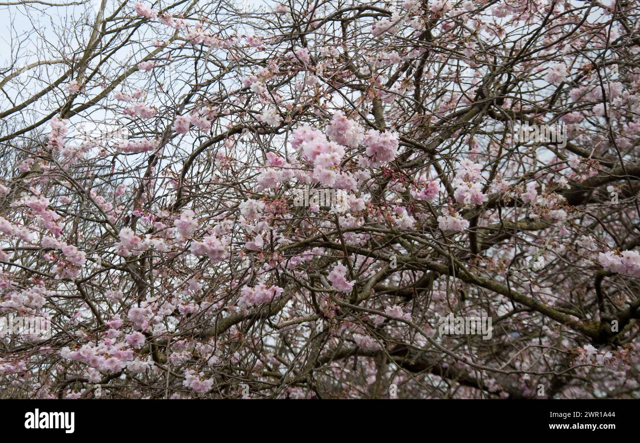 Albero in fiore di ciliegio, Regent's Park, City of Westminster, Londra, Regno Unito Foto Stock