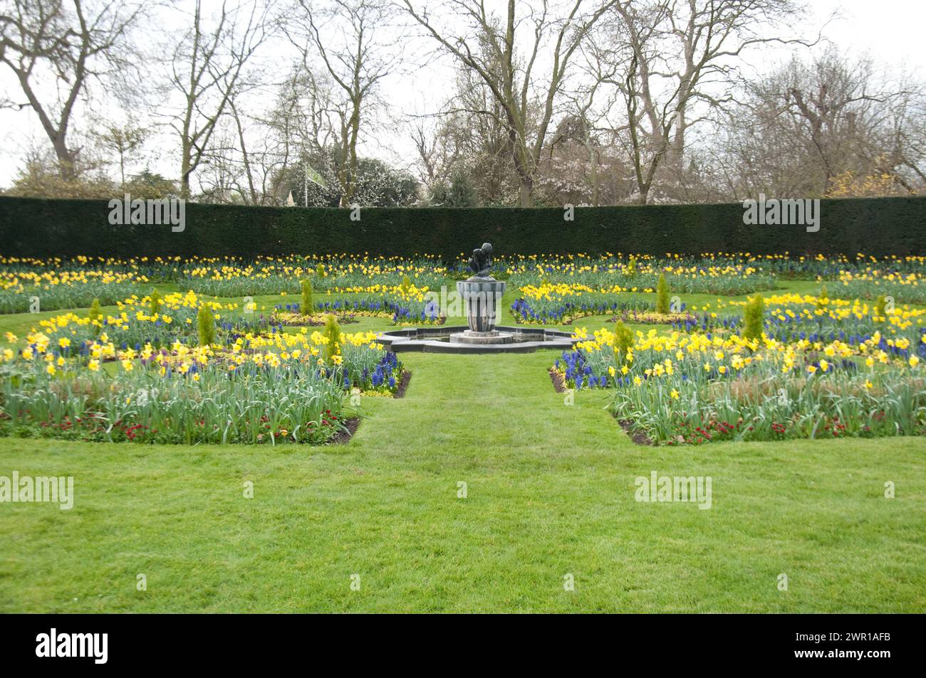 Delizioso giardino, Regent's Park, City of Westminster, Londra, Regno Unito; narcisi; Foto Stock