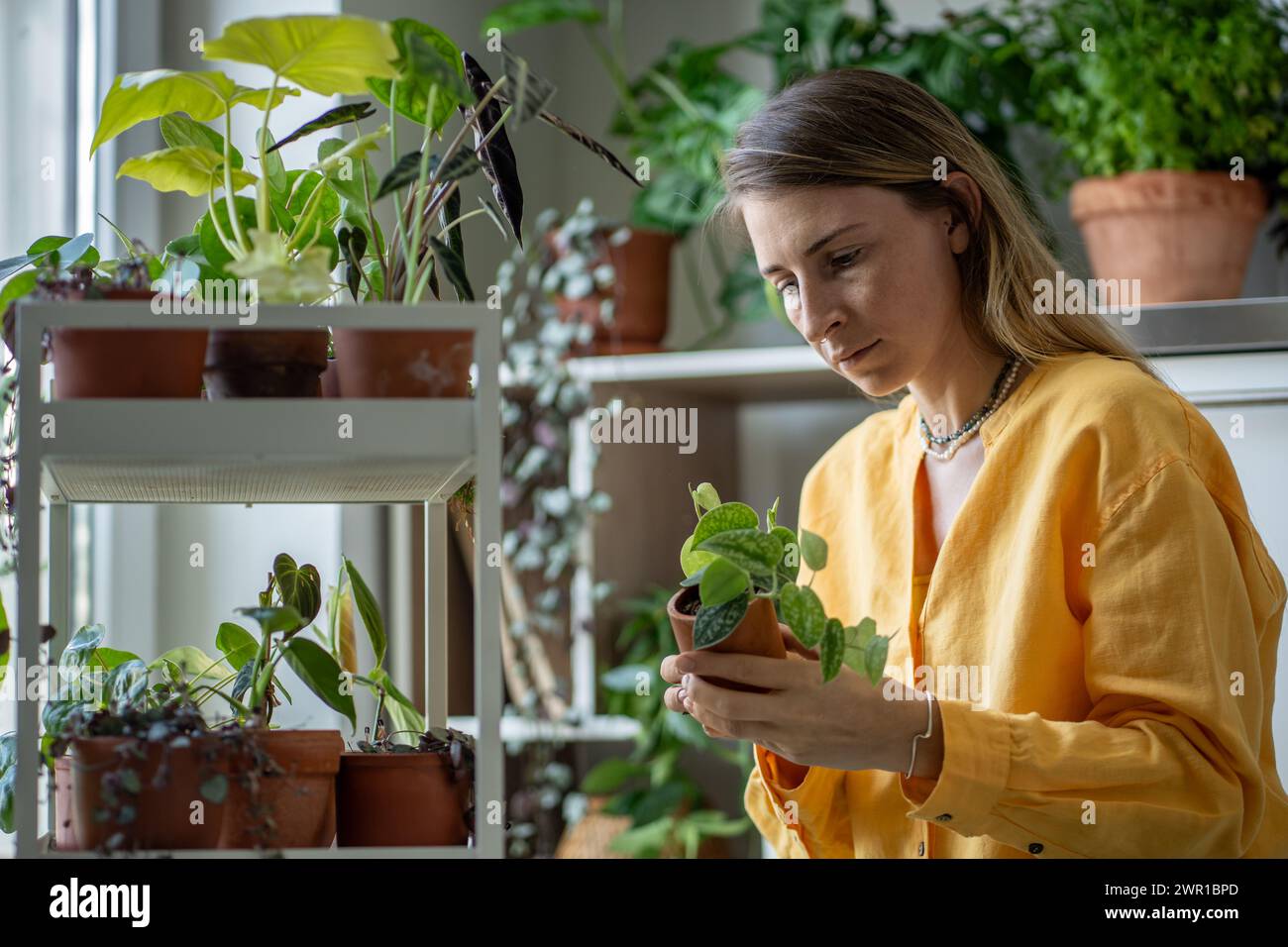 Piante rare deliziano le donne. Numerosi fiori che riempiono lo spazio per il lavoro quotidiano. Gli amanti delle piante sono a casa. Foto Stock