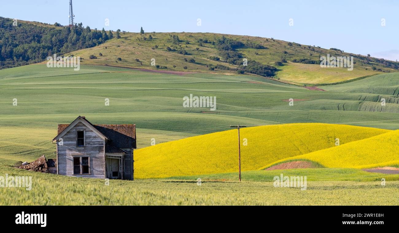 Canola e campi di grano con una vecchia fattoria intemprata Foto Stock
