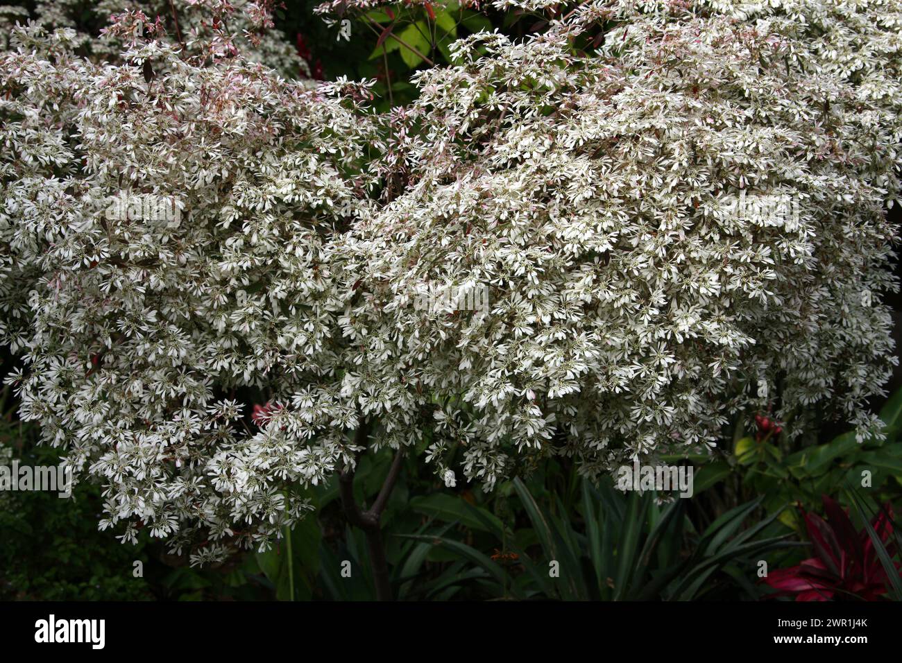 Fiori di Natale bianchi o Pascuita, Euphorbia con lacci bianchi, Euphorbia Ieucocephala, Euphorbiaceae. Costa Rica. Foto Stock Fiori di Natale bianchi o Pascuita, Euphorbia con lacci bianchi, Euphorbia Ieucocephala, Euphorbiaceae. Costa Rica. Foto Stock