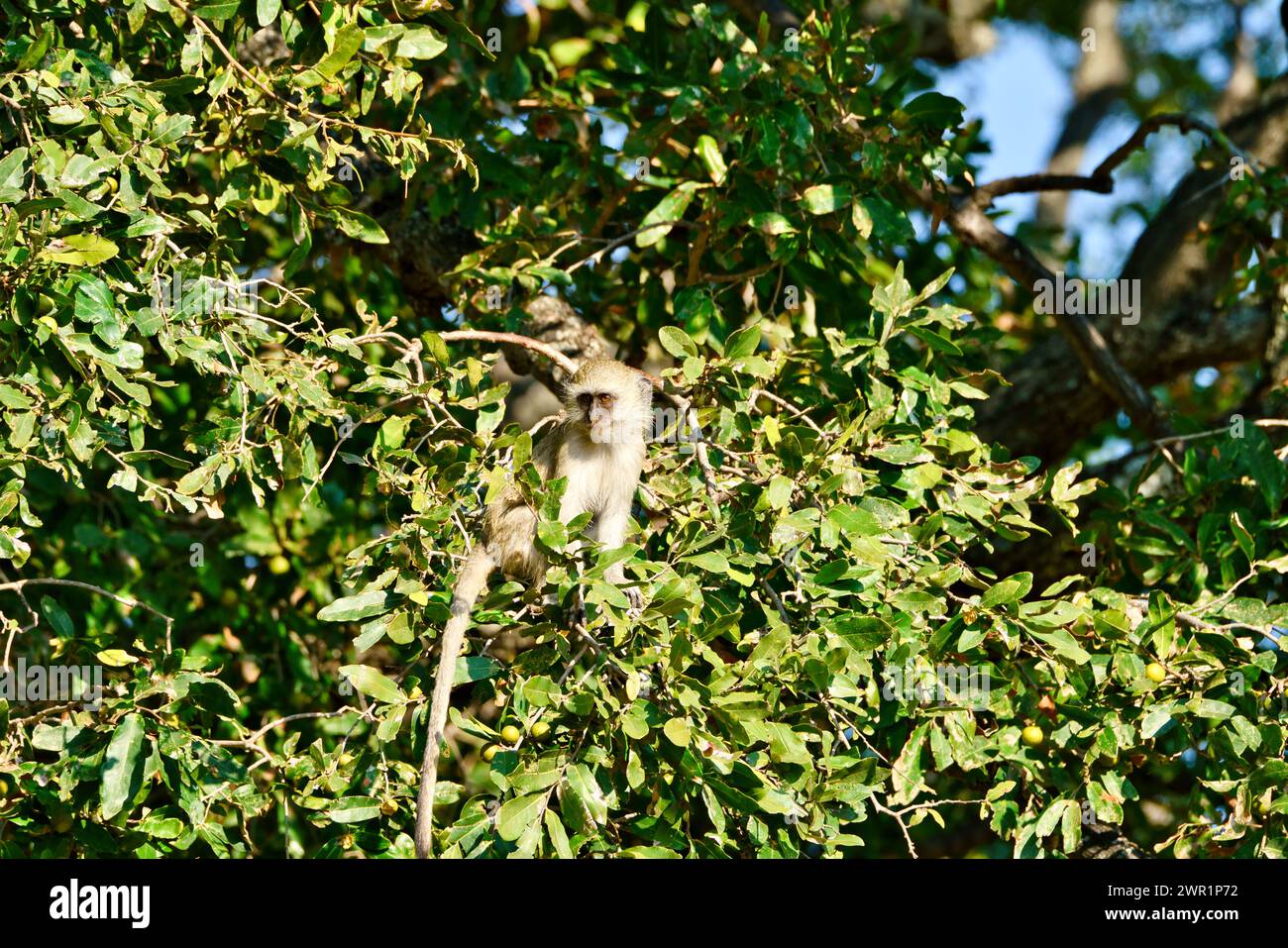 Vervet Monkey seduto nel baldacchino di un albero in Africa Foto Stock