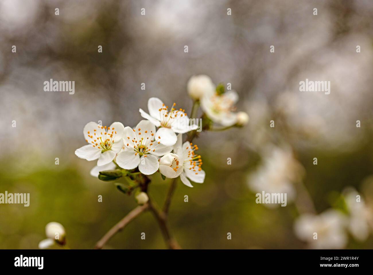 fiori bianchi di biancospino in fiore all'inizio della primavera Foto Stock
