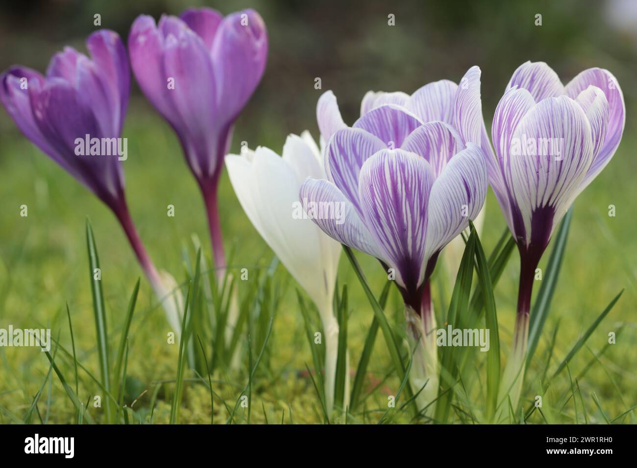 Vista ravvicinata di splendidi croci primaverili su un prato, vista laterale Foto Stock