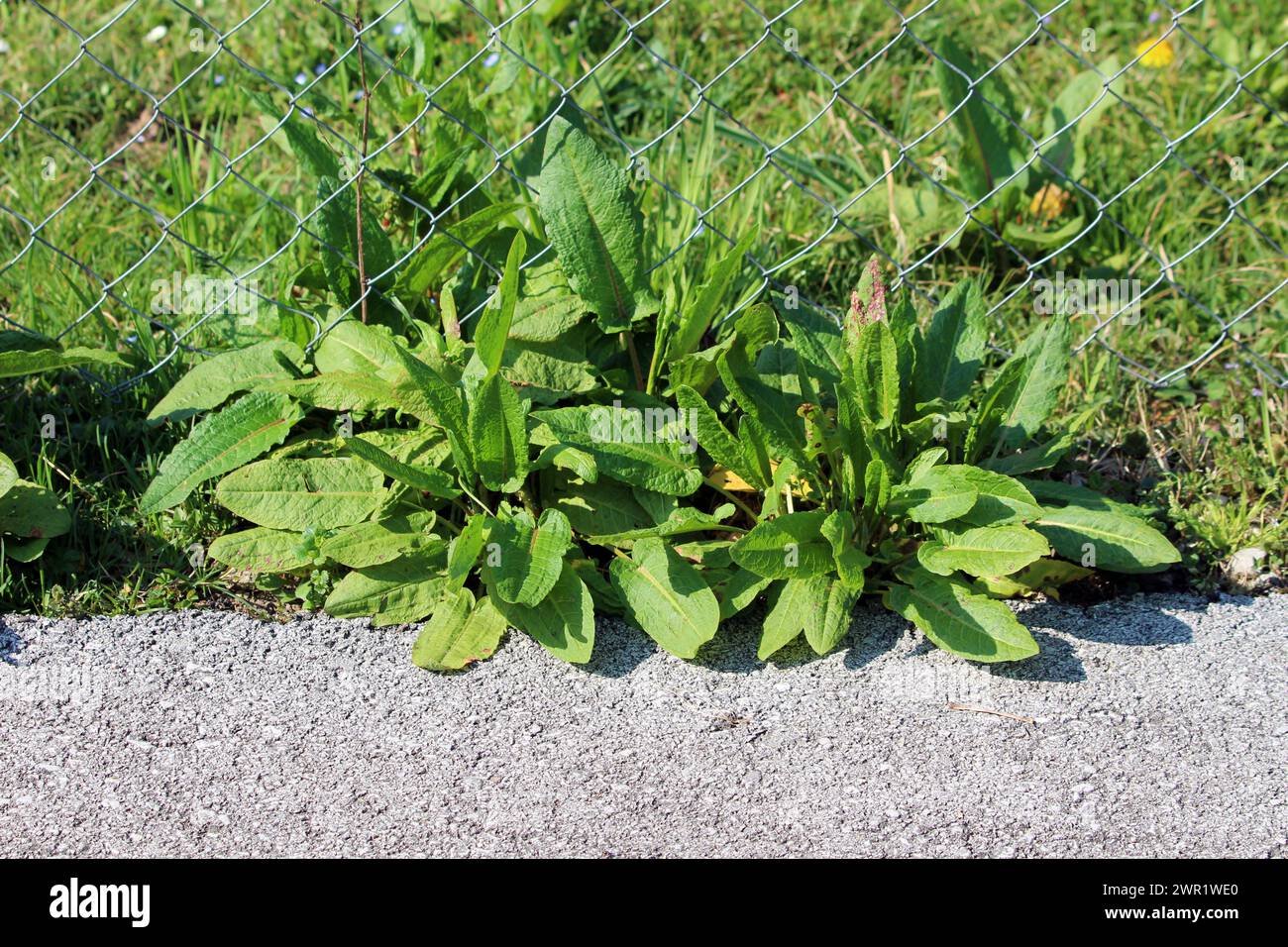 Più piante di bacino a foglia larga o piante Rumex obtusifolius con foglie lunghe e voluminose, lunghe e larghe da verde chiaro a marrone, che formano una rosetta basale Foto Stock