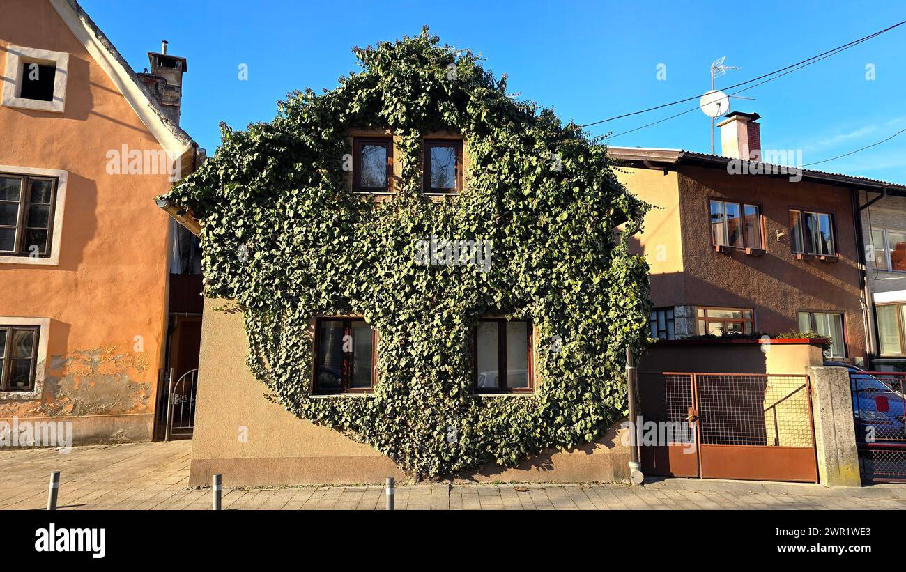 Piccola casa di famiglia rurale con facciata esterna coperta da densa vegetazione verde decorativa intorno a quattro finestre con telaio in legno Foto Stock