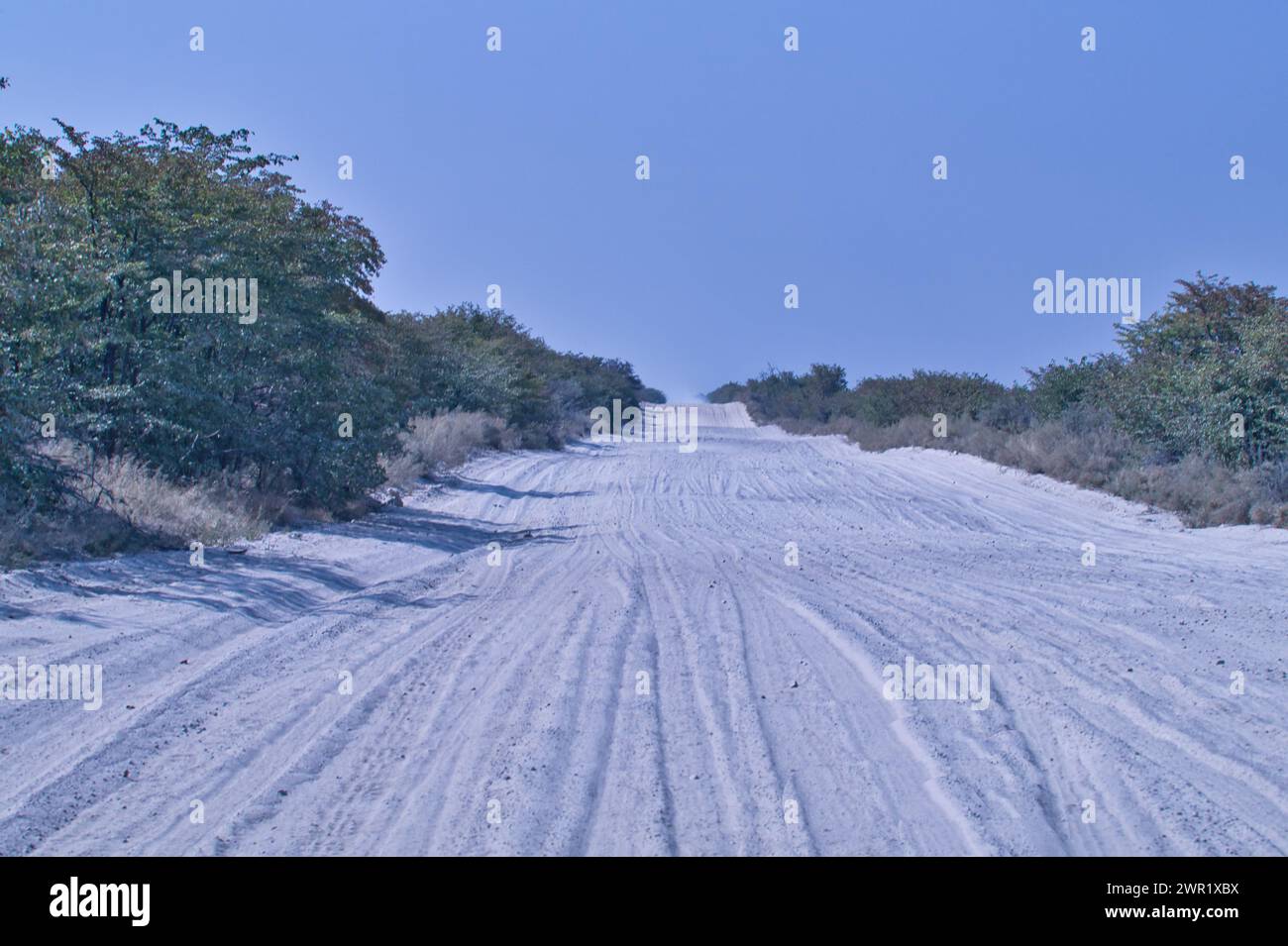 Una vista a lunga distanza di una strada sabbiosa del Botswana senza veicoli. I cingoli del veicolo sono visibili nella sabbia soffice. Foto Stock