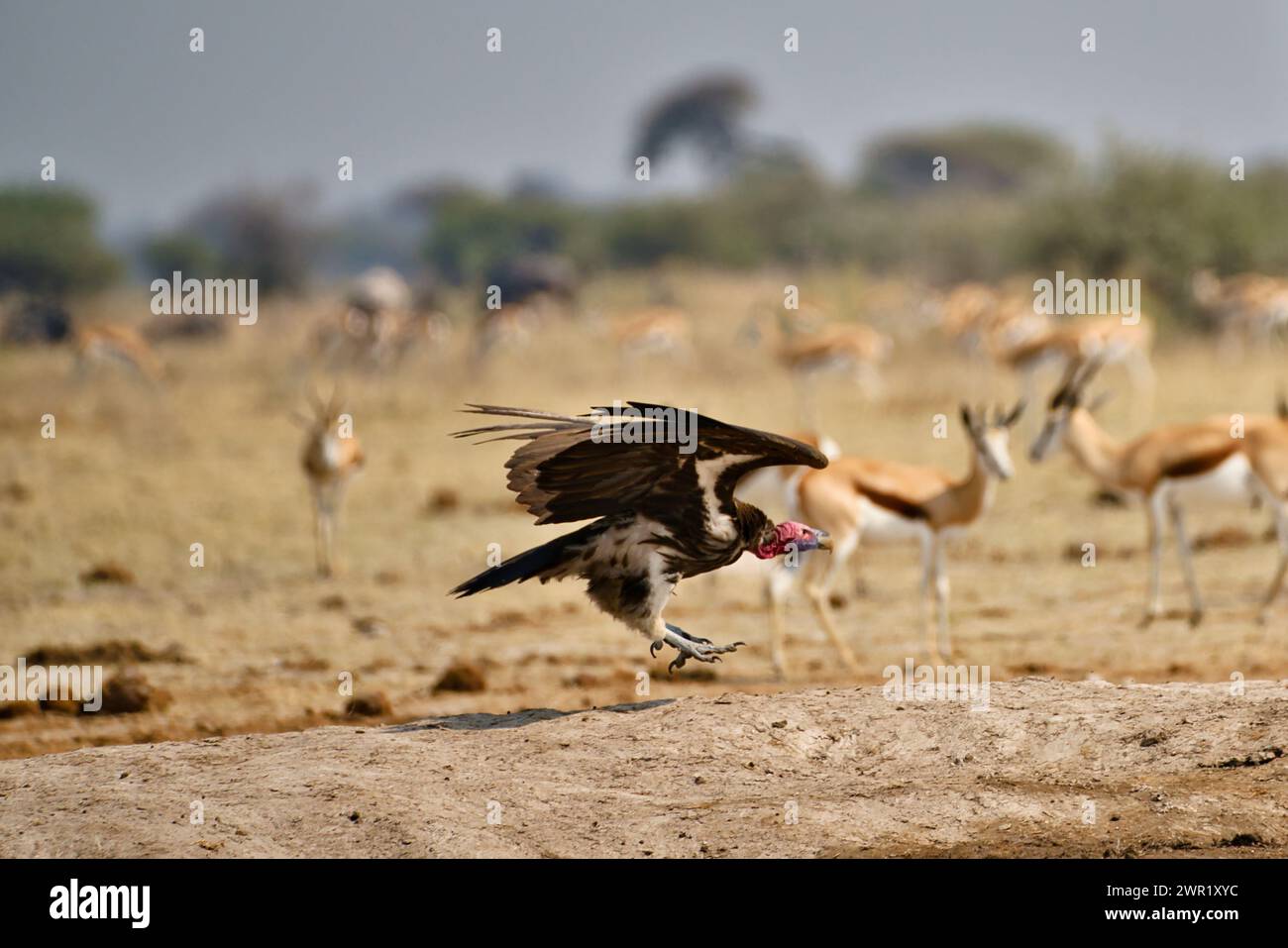 Un appeto fronteggiava un avvoltoio che volava in un pozzo d'acqua sulla pianura africana Foto Stock