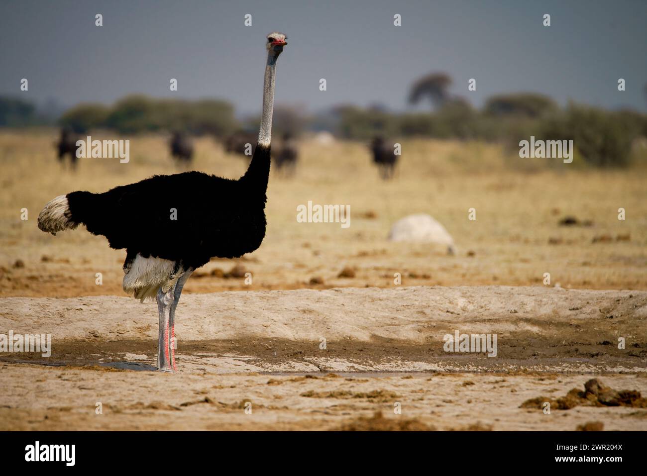 Uno struzzo maschile nelle pianure aperte e nella savana africana Foto Stock