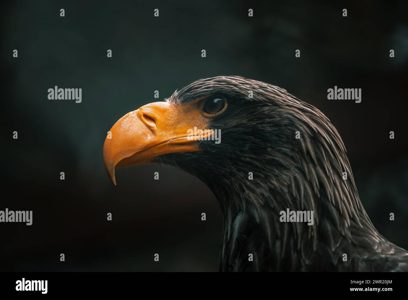 Un primo piano di un'aquila nell'oscurità Foto Stock