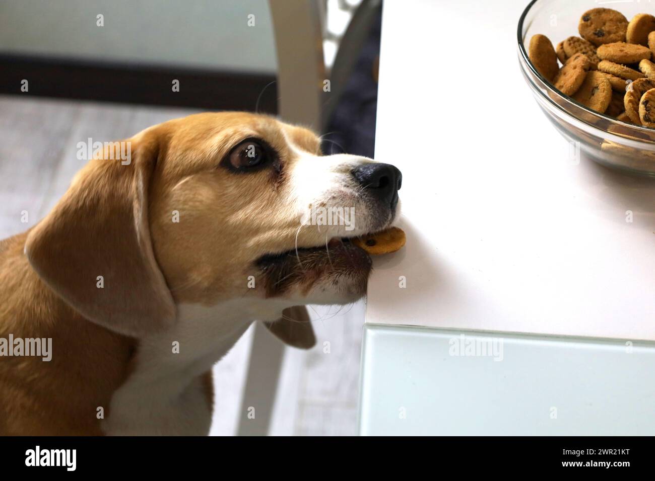 Da solo in cucina, un cane beagle affamato cerca di raggiungere i biscotti lasciati dal proprietario Foto Stock