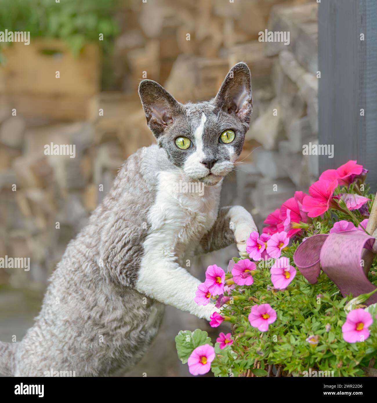 Devon Rex gatto bicolore che gioca con fiori rosa all'aperto in un giardino, curiosamente con meravigliosi occhi colorati, Germania Foto Stock