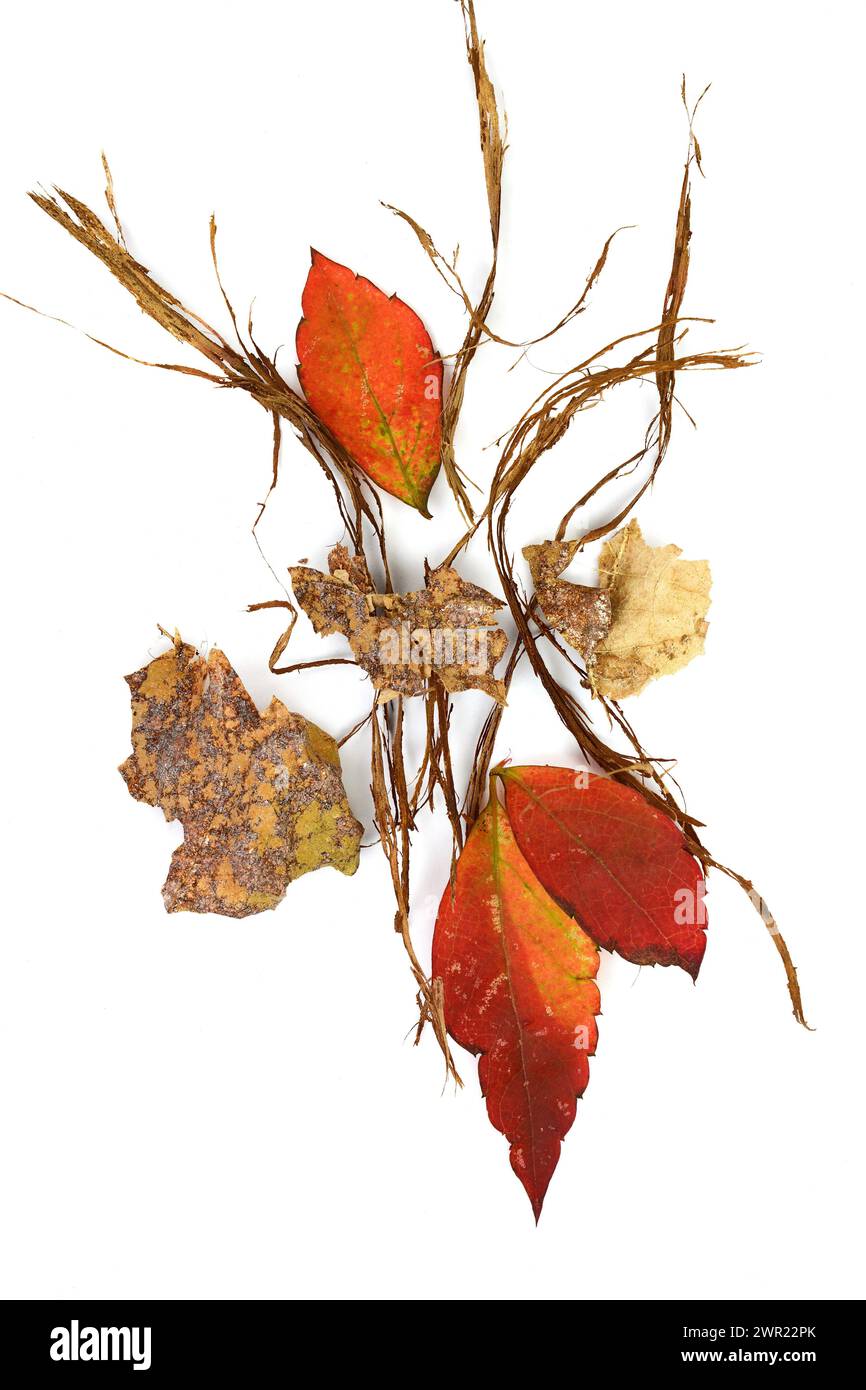 concetto di elementi autunnali. elementi autunnali isolati, rami foglie. Materiali naturali isolati su sfondo bianco con foglie autunnali Foto Stock