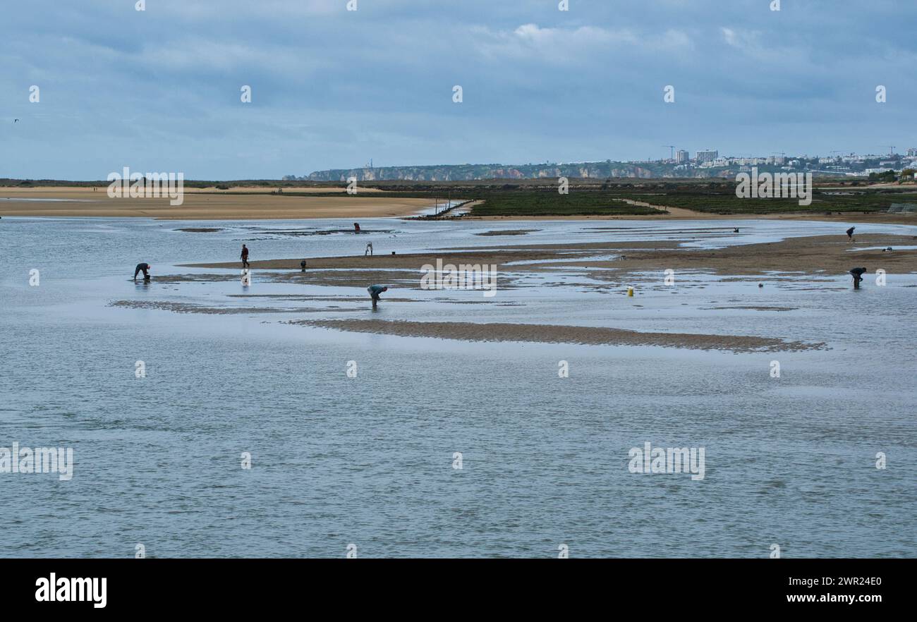 Alvor, Algarve, Portogallo - 02, 25, 2024. Raccolta di molluschi a Low Tide a Ria de Alvor. Foto Stock