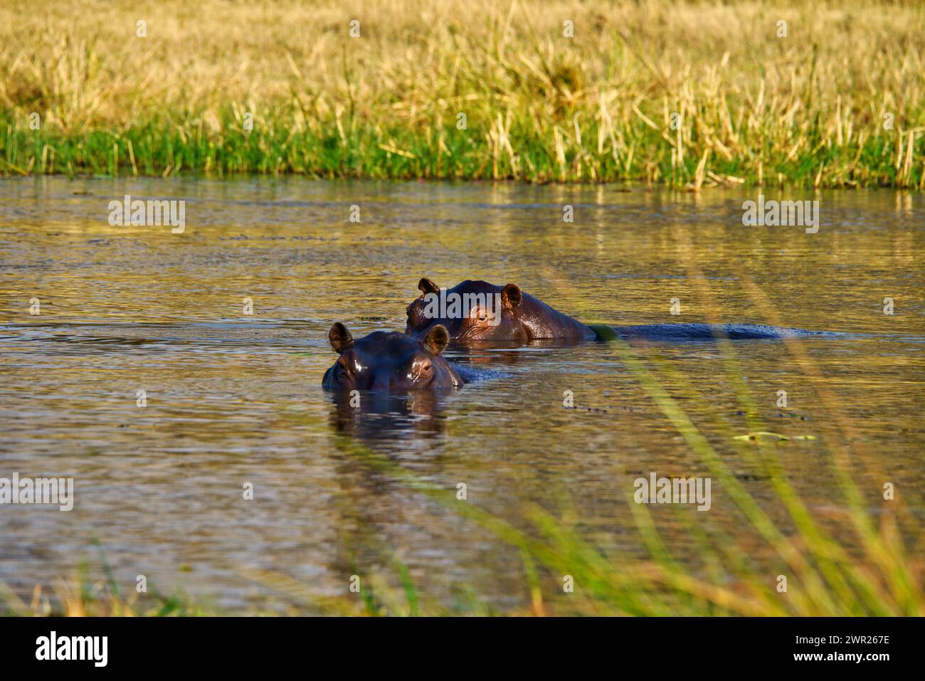 Teste di ippopotamo visibili fuori dall'acqua di un pozzo d'acqua africano mentre gli ippopotami si raffreddano dal caldo sole della giornata Foto Stock