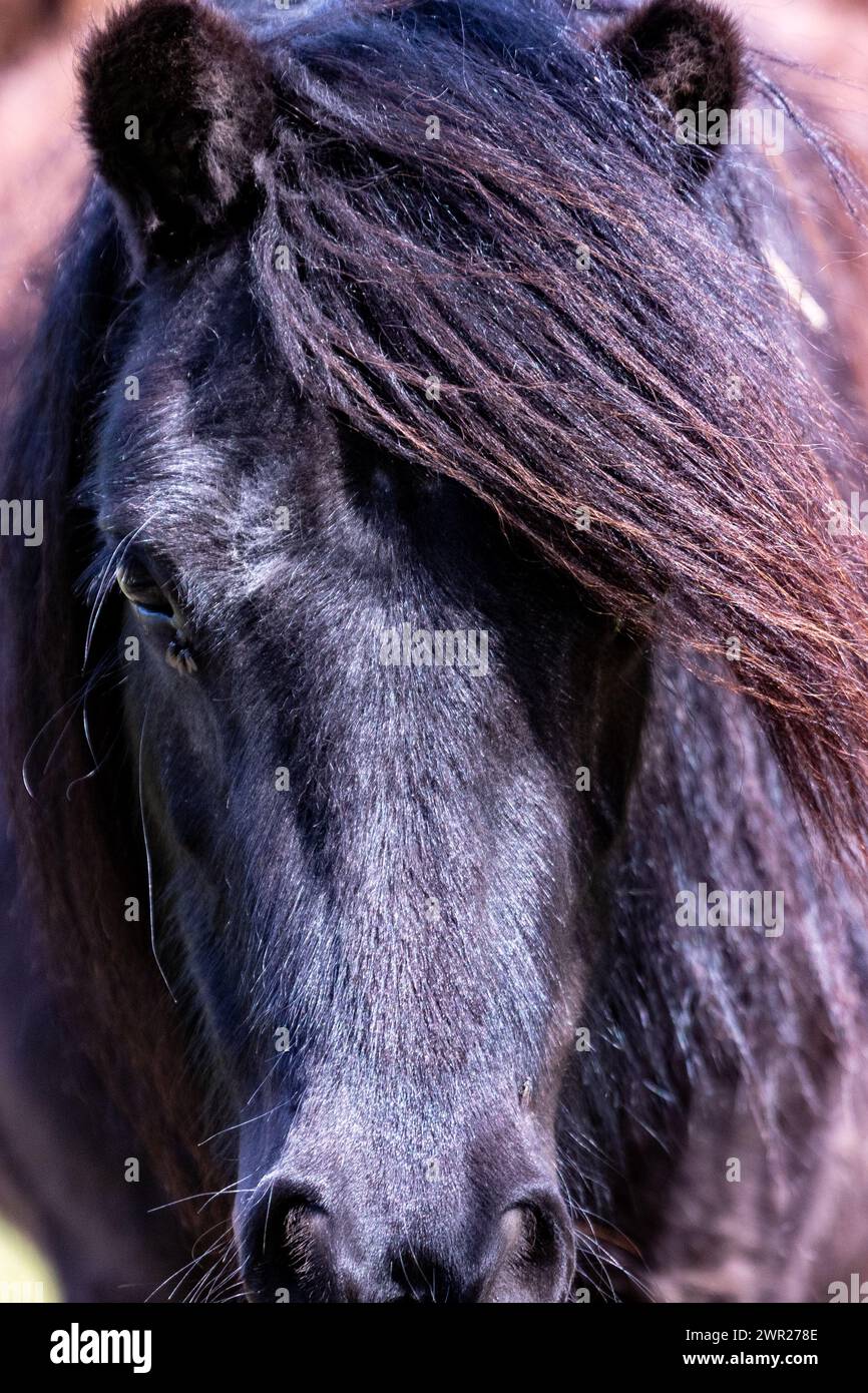 Testa di cavallo primo piano frontale con criniera lunga Foto Stock