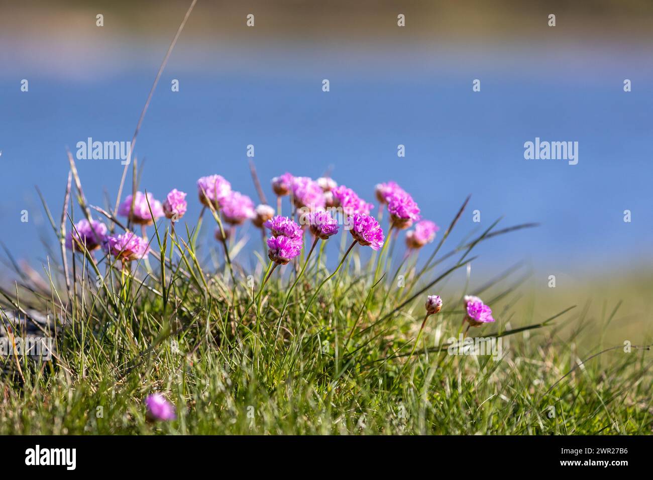 Fiori di mare rosa con sfondo blu sfocato Foto Stock