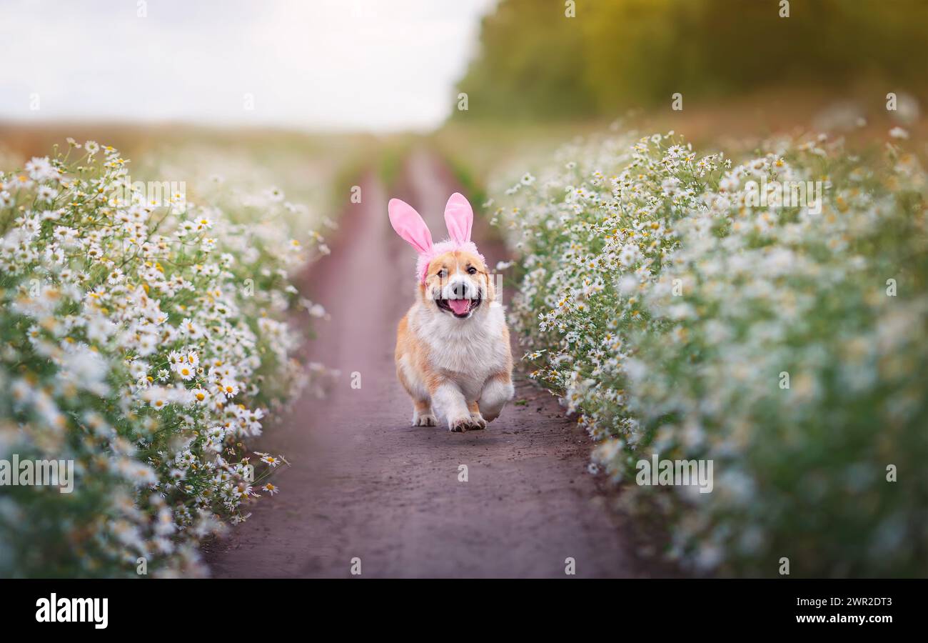 il simpatico cane corgi dalle orecchie da coniglio corre lungo il sentiero lungo il campo di camomilla Foto Stock