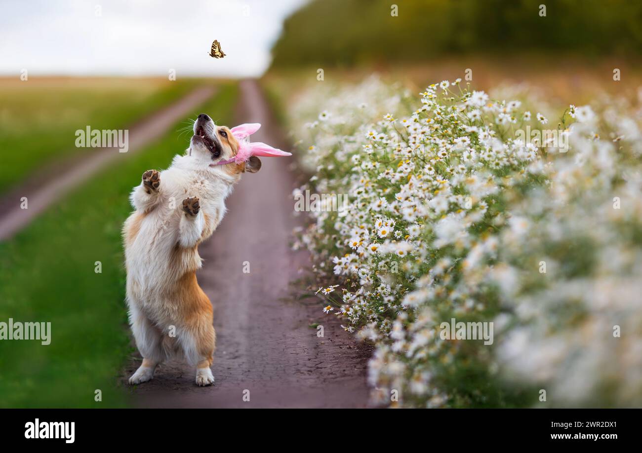 festoso affascinante cane da corgi nelle orecchie da coniglio corre lungo il sentiero lungo il campo di camomilla e cattura una farfalla Foto Stock