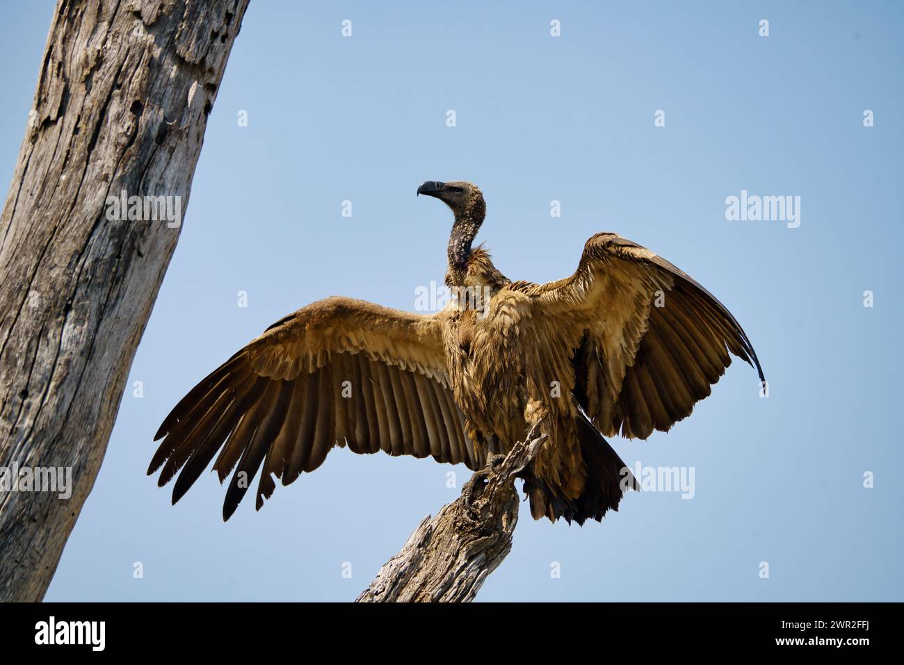 Avvoltoio bianco seduto su un albero dopo aver nutrito con le ali sparse e crogiolarsi al sole Foto Stock