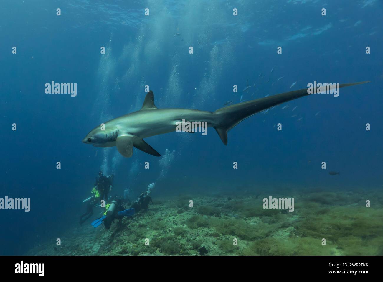 Squalo trebbiante che nuota nel Mare delle Filippine Foto Stock