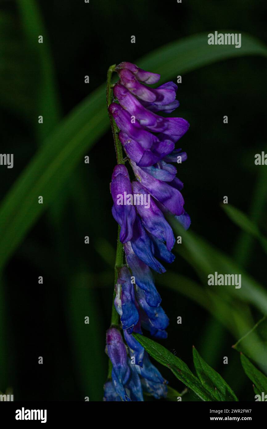 Fiore di Vicia cracca Foto Stock