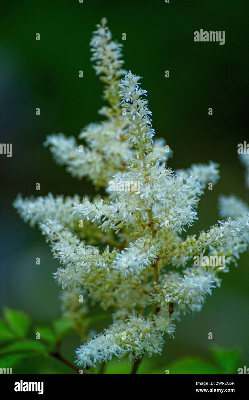 Fiore bianco di Astilbe Foto Stock