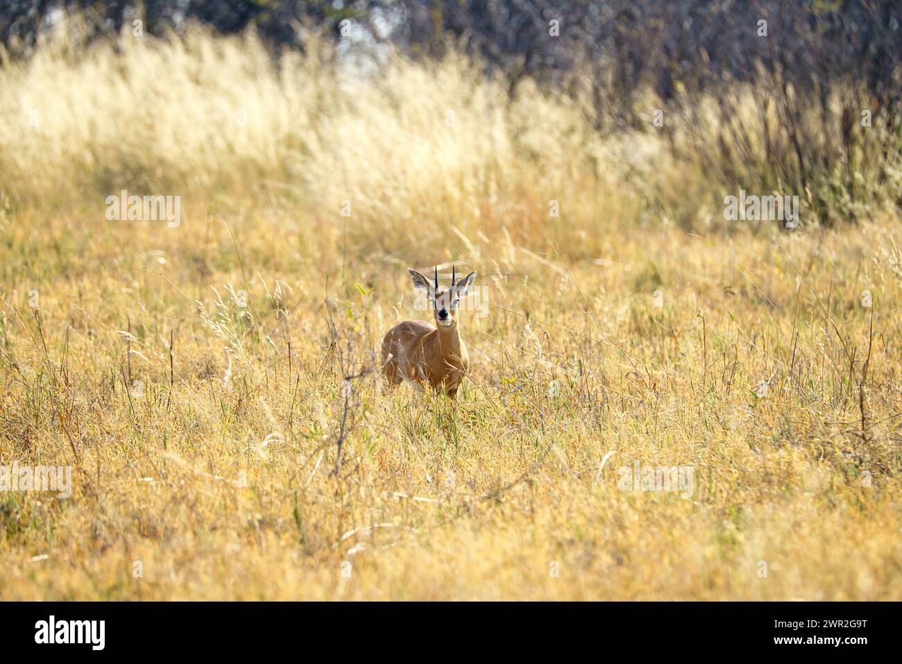 Steinbok maschio in piedi nell'erba guardando verso la telecamera Foto Stock